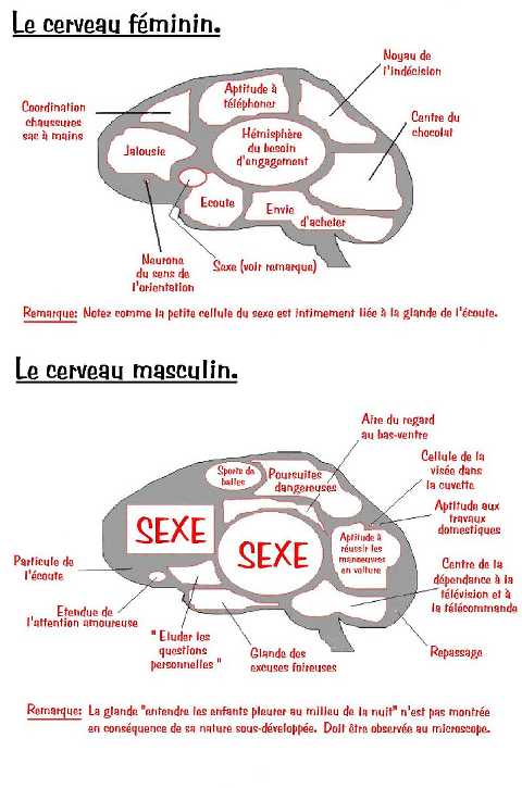 cerveaux-feminin-et-masculin2