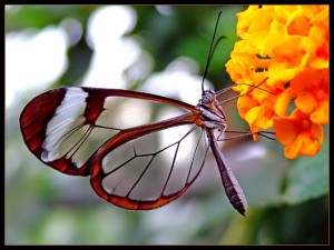 papillon-transparent2