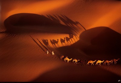 desert-chameaux
