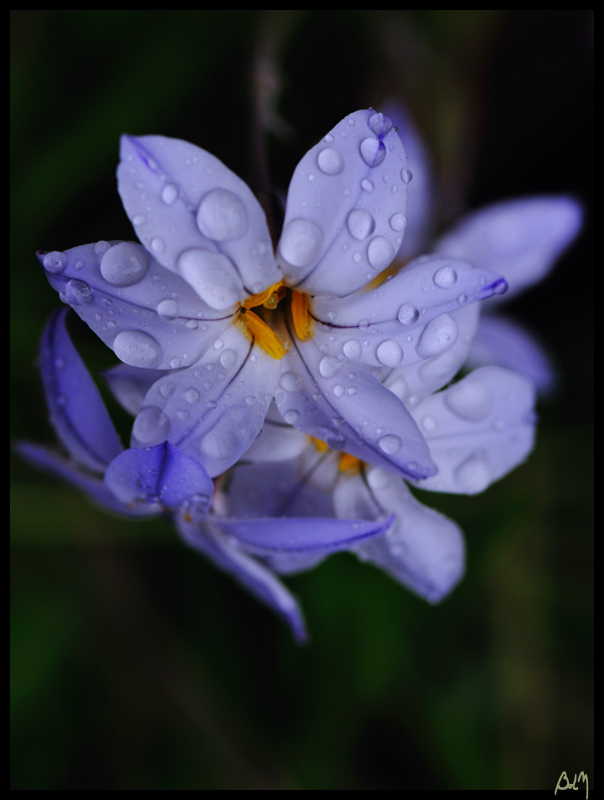 fleurs-bleues-sous-pluie
