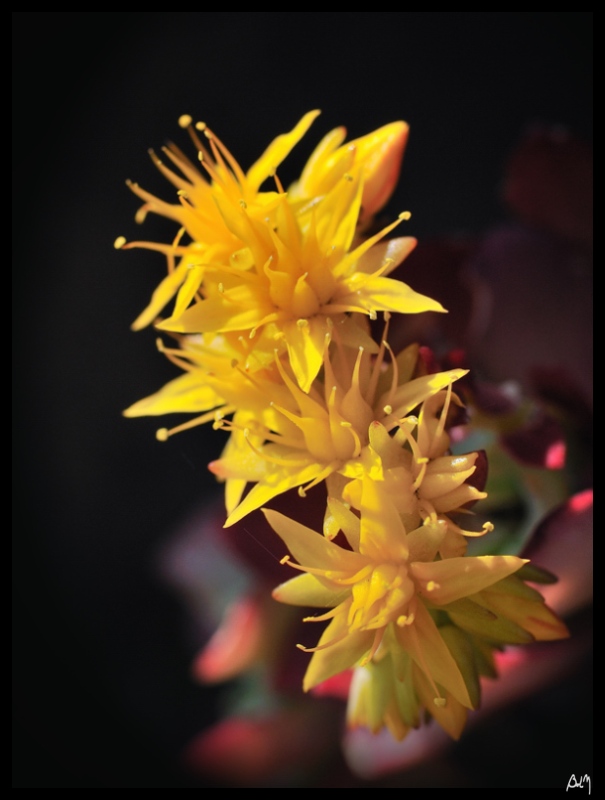 fleurs-jaunes-bruno