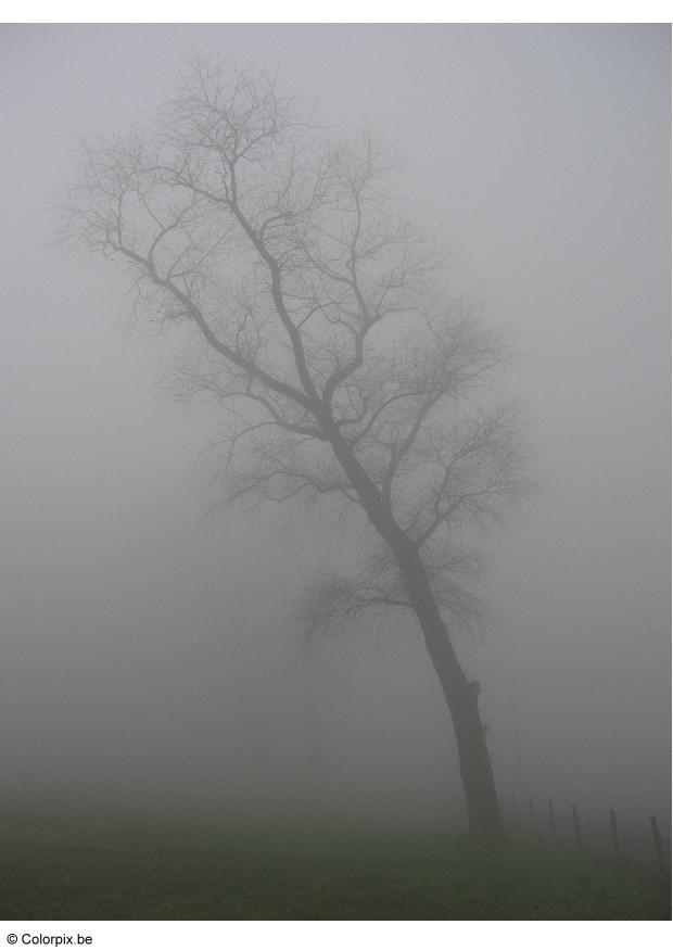 arbre-dans-la-brume