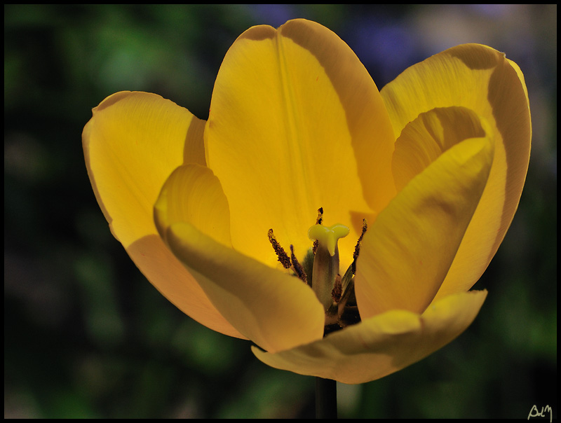 tulipe-jaune