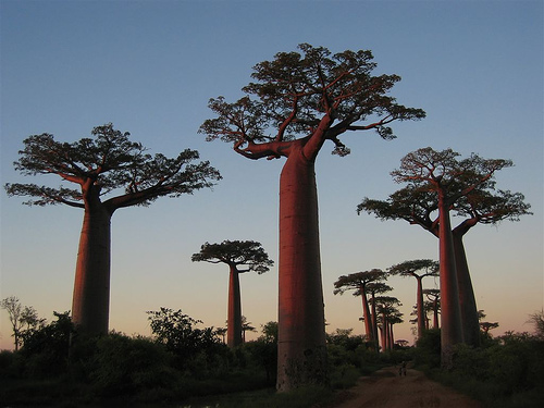 baobab-avenue