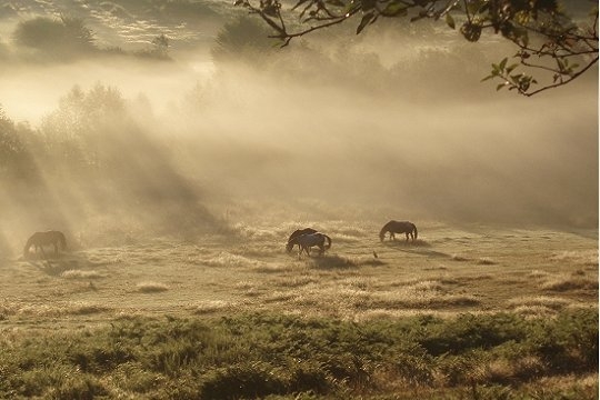 chevaux dans la brume