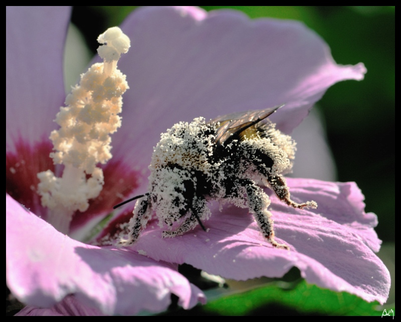 bourdon pollen