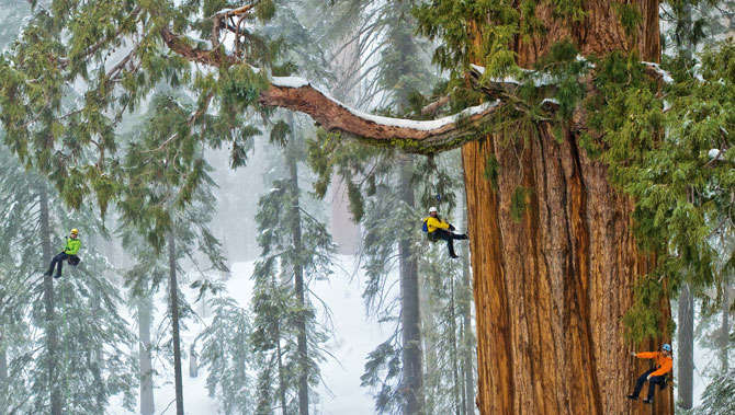 01-sequoia-climbing-team-670